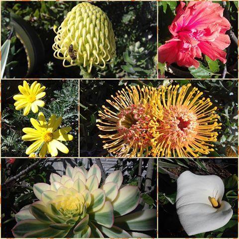 Aestas Bed & Breakfast Knysna Luaran gambar