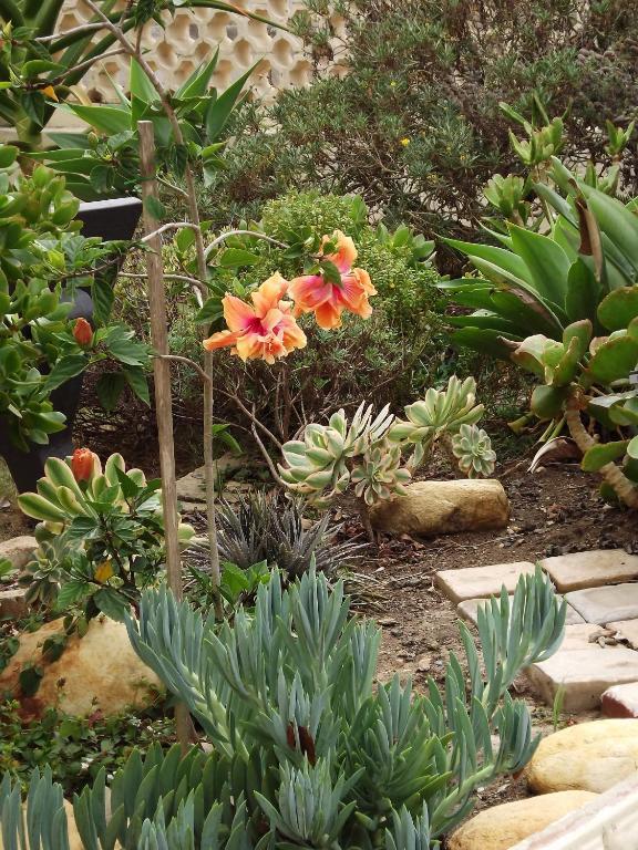 Aestas Bed & Breakfast Knysna Luaran gambar